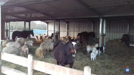 Image du loto GRAND LOTO EN FAVEUR DES CHEVAUX